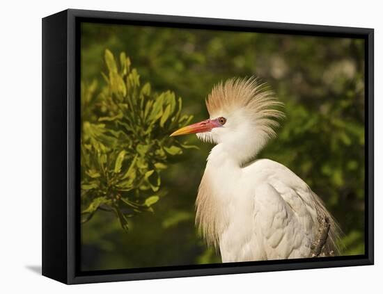 Cattle Egrets, Florida, Usa-Connie Bransilver-Framed Premier Image Canvas