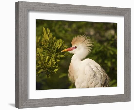 Cattle Egrets, Florida, Usa-Connie Bransilver-Framed Photographic Print