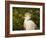 Cattle Egrets, Florida, Usa-Connie Bransilver-Framed Photographic Print
