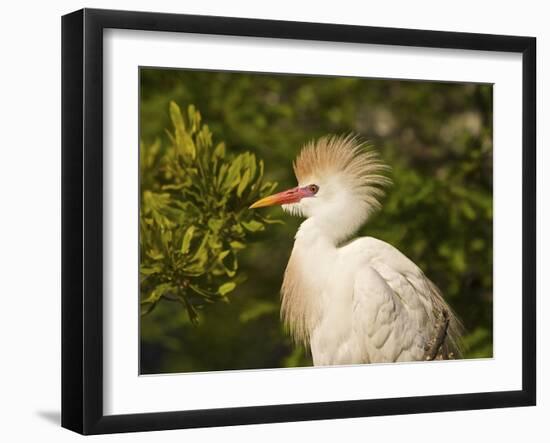 Cattle Egrets, Florida, Usa-Connie Bransilver-Framed Photographic Print