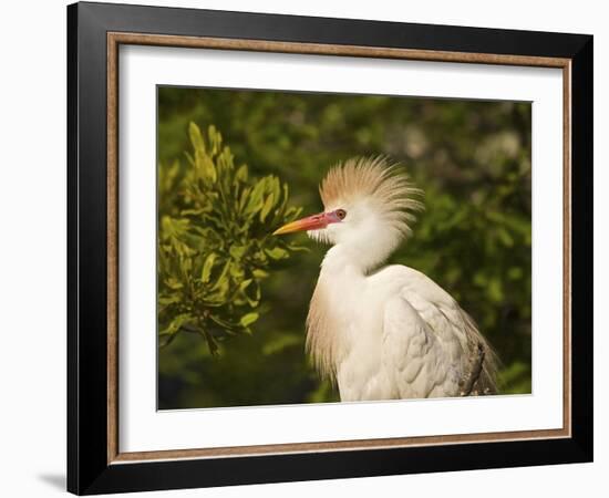 Cattle Egrets, Florida, Usa-Connie Bransilver-Framed Photographic Print