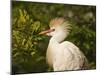 Cattle Egrets, Florida, Usa-Connie Bransilver-Mounted Photographic Print