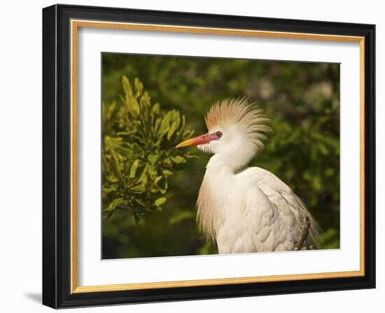 Cattle Egrets, Florida, Usa-Connie Bransilver-Framed Photographic Print