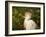 Cattle Egrets, Florida, Usa-Connie Bransilver-Framed Photographic Print