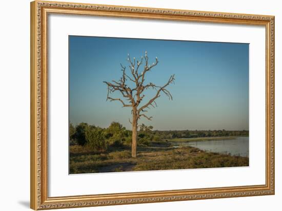 Cattle Egrets in Dead Tree Beside River-Nick Dale-Framed Photographic Print