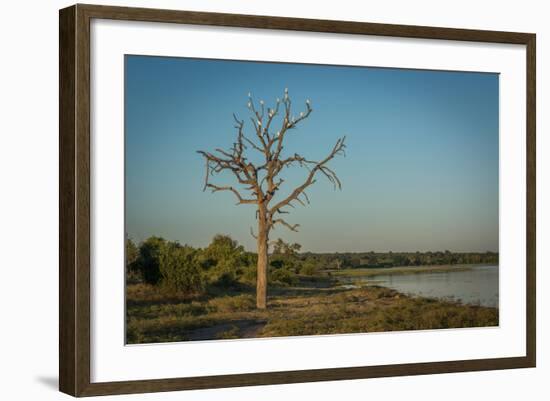 Cattle Egrets in Dead Tree Beside River-Nick Dale-Framed Photographic Print