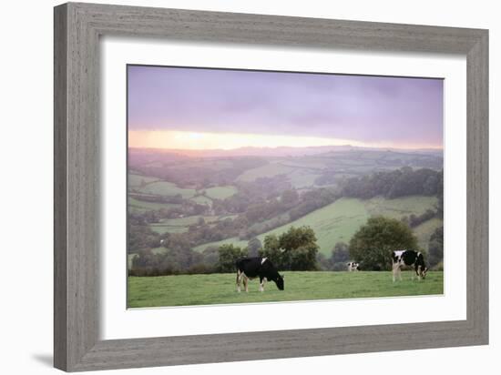 Cattle Friesian Heifers-Anthony Harrison-Framed Photographic Print