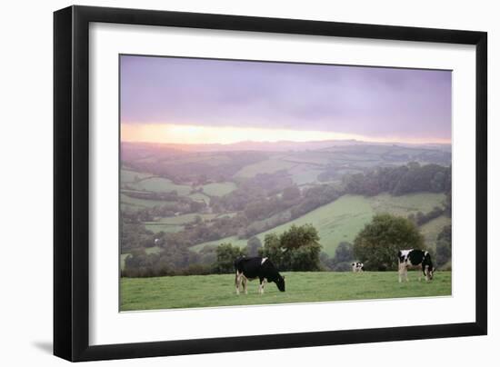 Cattle Friesian Heifers-Anthony Harrison-Framed Photographic Print