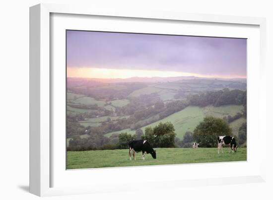 Cattle Friesian Heifers-Anthony Harrison-Framed Photographic Print