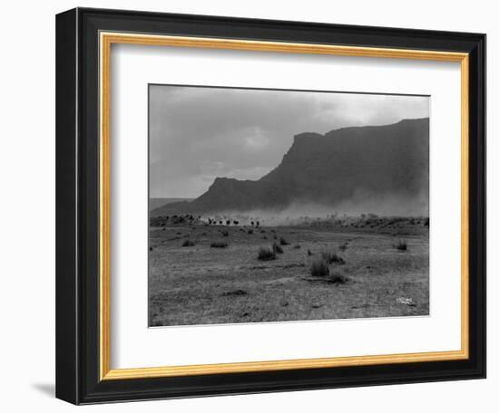 Cattle, Grand Coulee, 1916-Asahel Curtis-Framed Giclee Print