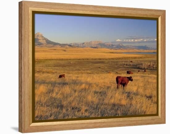 Cattle Graze Along the Rocky Mountain Front near Choteau, Montana, USA-Chuck Haney-Framed Premier Image Canvas