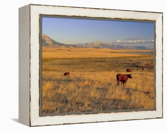 Cattle Graze Along the Rocky Mountain Front near Choteau, Montana, USA-Chuck Haney-Framed Premier Image Canvas