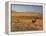 Cattle Graze Along the Rocky Mountain Front near Choteau, Montana, USA-Chuck Haney-Framed Premier Image Canvas