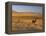 Cattle Graze Along the Rocky Mountain Front near Choteau, Montana, USA-Chuck Haney-Framed Premier Image Canvas