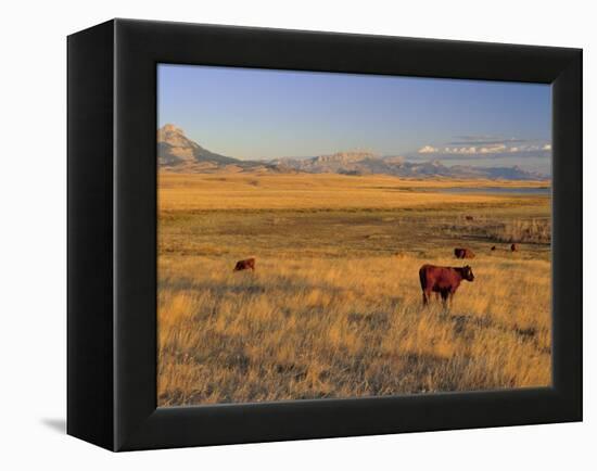 Cattle Graze Along the Rocky Mountain Front near Choteau, Montana, USA-Chuck Haney-Framed Premier Image Canvas