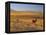 Cattle Graze Along the Rocky Mountain Front near Choteau, Montana, USA-Chuck Haney-Framed Premier Image Canvas