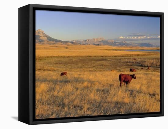 Cattle Graze Along the Rocky Mountain Front near Choteau, Montana, USA-Chuck Haney-Framed Premier Image Canvas