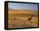 Cattle Graze Along the Rocky Mountain Front near Choteau, Montana, USA-Chuck Haney-Framed Premier Image Canvas