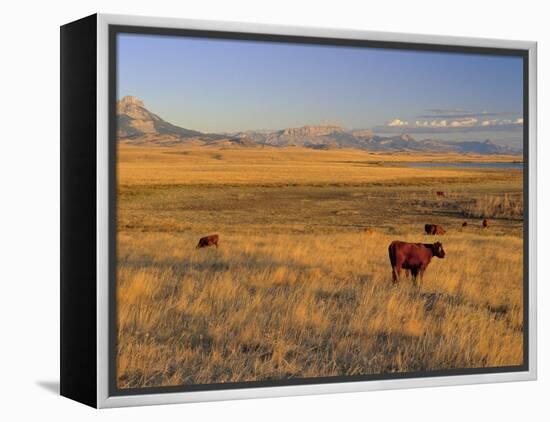 Cattle Graze Along the Rocky Mountain Front near Choteau, Montana, USA-Chuck Haney-Framed Premier Image Canvas