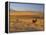 Cattle Graze Along the Rocky Mountain Front near Choteau, Montana, USA-Chuck Haney-Framed Premier Image Canvas