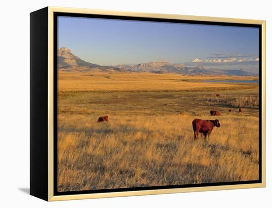 Cattle Graze Along the Rocky Mountain Front near Choteau, Montana, USA-Chuck Haney-Framed Premier Image Canvas