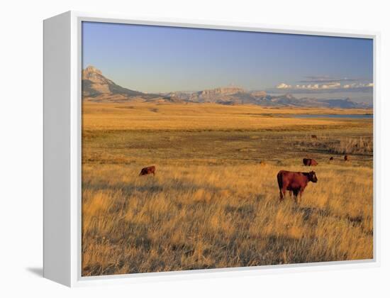 Cattle Graze Along the Rocky Mountain Front near Choteau, Montana, USA-Chuck Haney-Framed Premier Image Canvas