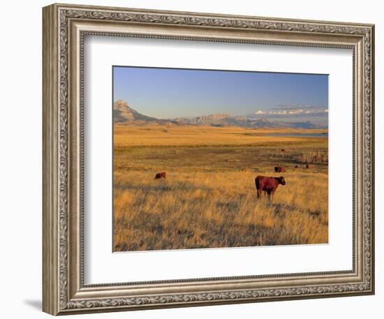 Cattle Graze Along the Rocky Mountain Front near Choteau, Montana, USA-Chuck Haney-Framed Photographic Print