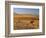 Cattle Graze Along the Rocky Mountain Front near Choteau, Montana, USA-Chuck Haney-Framed Photographic Print