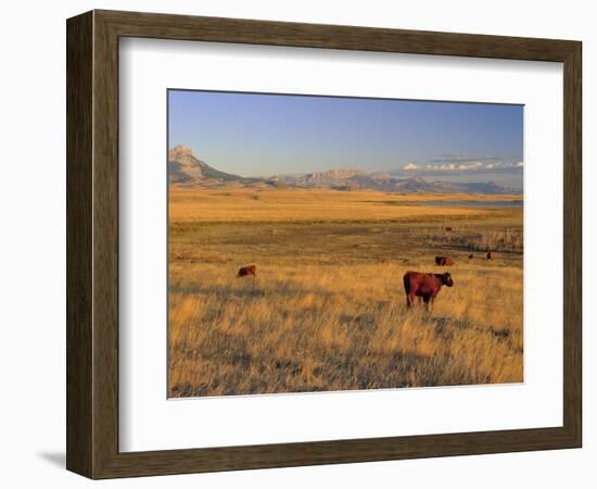 Cattle Graze Along the Rocky Mountain Front near Choteau, Montana, USA-Chuck Haney-Framed Photographic Print