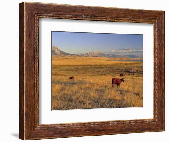 Cattle Graze Along the Rocky Mountain Front near Choteau, Montana, USA-Chuck Haney-Framed Photographic Print