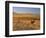 Cattle Graze Along the Rocky Mountain Front near Choteau, Montana, USA-Chuck Haney-Framed Photographic Print