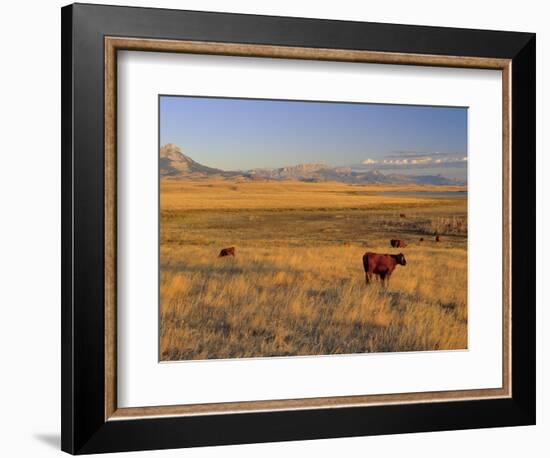 Cattle Graze Along the Rocky Mountain Front near Choteau, Montana, USA-Chuck Haney-Framed Photographic Print