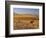 Cattle Graze Along the Rocky Mountain Front near Choteau, Montana, USA-Chuck Haney-Framed Photographic Print