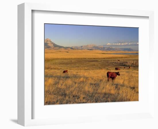 Cattle Graze Along the Rocky Mountain Front near Choteau, Montana, USA-Chuck Haney-Framed Photographic Print