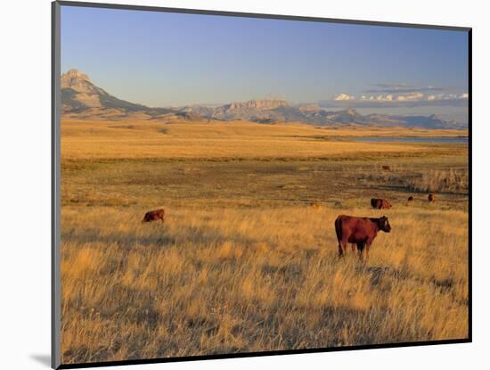 Cattle Graze Along the Rocky Mountain Front near Choteau, Montana, USA-Chuck Haney-Mounted Photographic Print