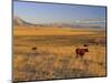 Cattle Graze Along the Rocky Mountain Front near Choteau, Montana, USA-Chuck Haney-Mounted Photographic Print