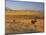 Cattle Graze Along the Rocky Mountain Front near Choteau, Montana, USA-Chuck Haney-Mounted Photographic Print