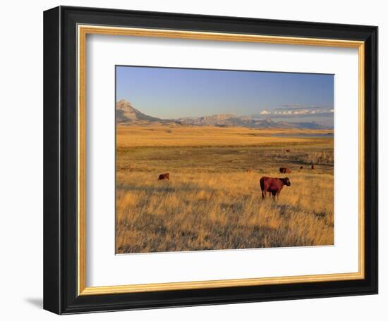 Cattle Graze Along the Rocky Mountain Front near Choteau, Montana, USA-Chuck Haney-Framed Photographic Print