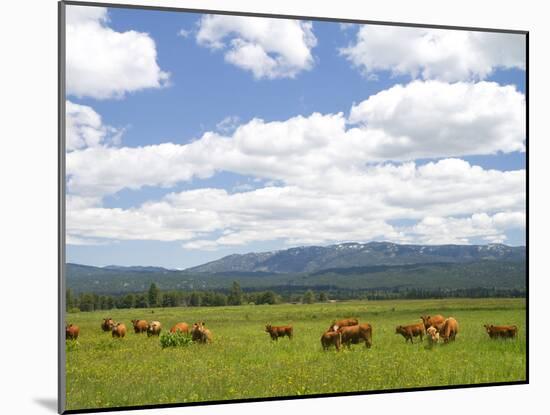 Cattle Graze in a Pasture Near Cascade, Idaho, Usa-David R. Frazier-Mounted Photographic Print