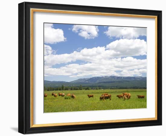 Cattle Graze in a Pasture Near Cascade, Idaho, Usa-David R. Frazier-Framed Photographic Print