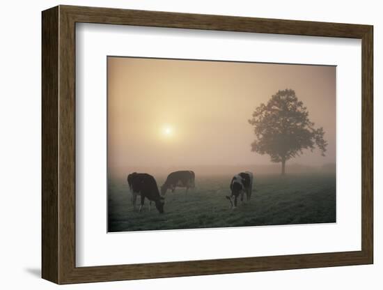 Cattle Grazing At Dawn On A Misty Morning, Dorset, England-David Noton-Framed Photographic Print