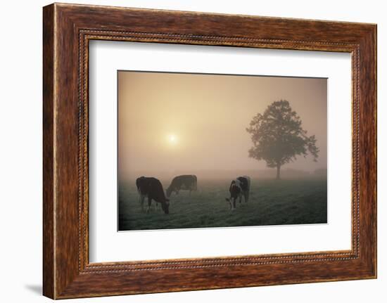 Cattle Grazing At Dawn On A Misty Morning, Dorset, England-David Noton-Framed Photographic Print