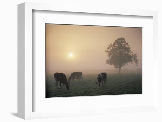 Cattle Grazing At Dawn On A Misty Morning, Dorset, England-David Noton-Framed Photographic Print