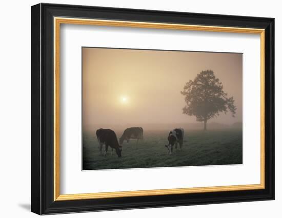 Cattle Grazing At Dawn On A Misty Morning, Dorset, England-David Noton-Framed Photographic Print