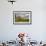 Cattle Grazing High in the Swiss Alps Near Wengen-null-Framed Photographic Print displayed on a wall