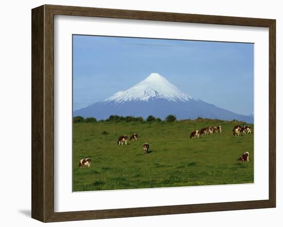 Cattle Grazing in a Field with the Osorno Volcano Behind in the Lake District in Chile-Charles Bowman-Framed Photographic Print