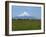 Cattle Grazing in a Field with the Osorno Volcano Behind in the Lake District in Chile-Charles Bowman-Framed Photographic Print