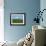 Cattle Grazing in a Field with the Osorno Volcano Behind in the Lake District in Chile-Charles Bowman-Framed Photographic Print displayed on a wall