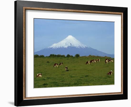 Cattle Grazing in a Field with the Osorno Volcano Behind in the Lake District in Chile-Charles Bowman-Framed Photographic Print