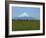 Cattle Grazing in a Field with the Osorno Volcano Behind in the Lake District in Chile-Charles Bowman-Framed Photographic Print